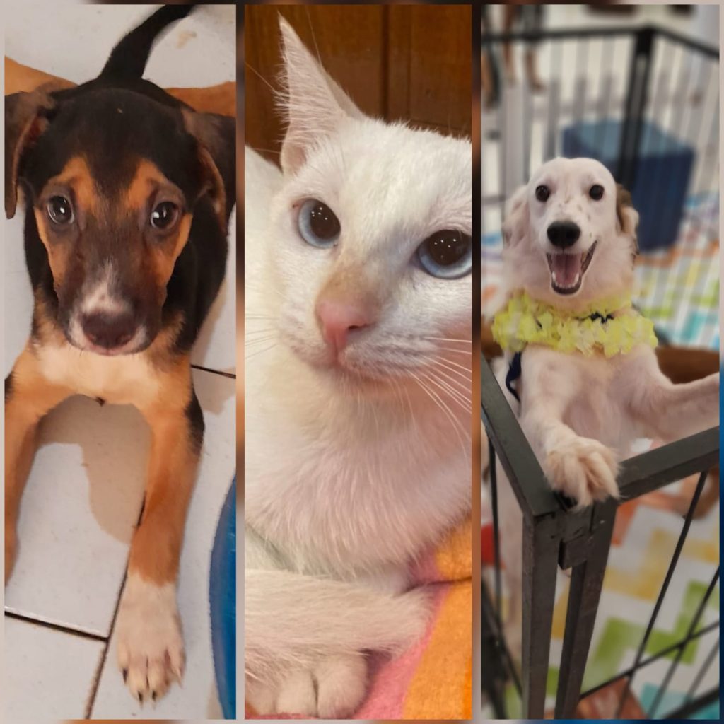 alguns pets fofinhos disponíveis para adoção (Foto: Divulgação)